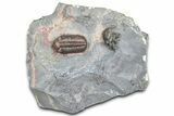 Prone Austerops Trilobite Fossil - Jorf, Morocco #363126-3